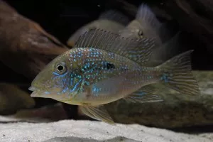 Geophagus mirabilis Geophagus mirabilis