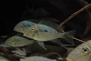 Geophagus mirabilis Geophagus mirabilis