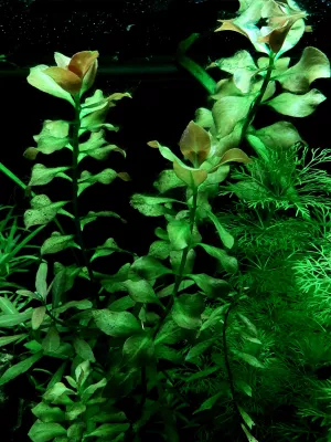 Ludwigia repens Ludwigia repens