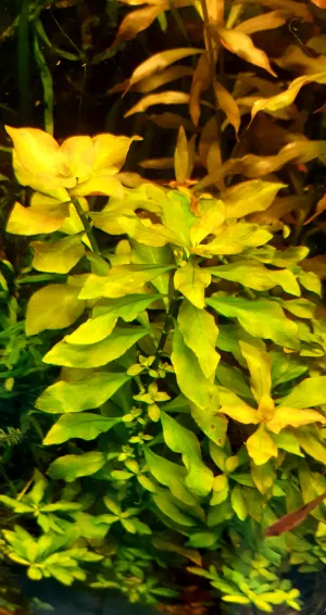 Ludwigia repens Ludwigia repens