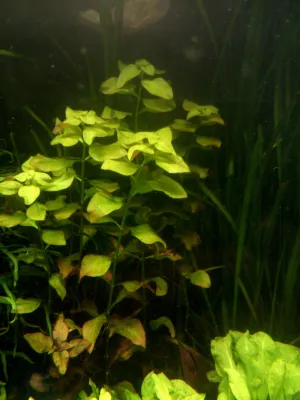 Ludwigia palustris