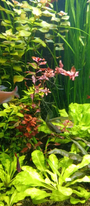 Ludwigia super red