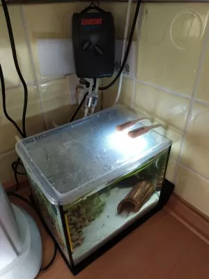 Eheim air pump 400l, USB led svetylka. Je to taková opicarna, v kuchyni, na zkoušku, jestli se budou množit krevety. A světlo je ještě objednaný.