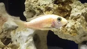 Mladá samička Tlamovec Aulonocara Fire fish