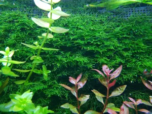 "Taiwan Moss" od Rataje (také Taxiphyllum alternans - loděnka střídavá)