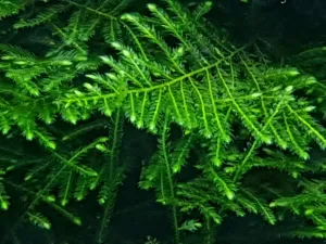 "Taiwan Moss" od Rataje (také Taxiphyllum alternans - loděnka střídavá)