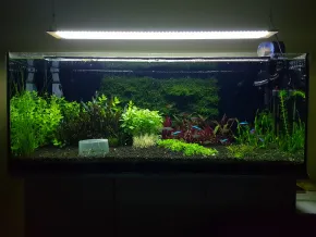 HF HF