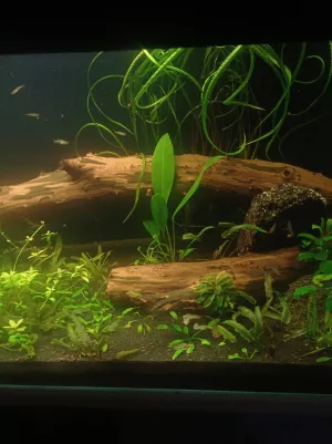 Anubias congensis