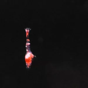 letošní larvička havajek