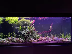 HF