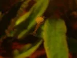 krevetka se spirulinou