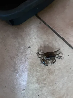 Útěkář z Alcatrazu