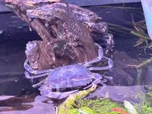 Krab