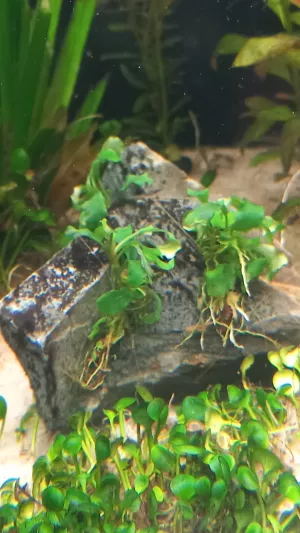 Bucephalandra Green Wavy , kámen č.2