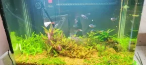low-tech akvárium