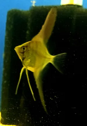 Isabelka 7 týden 5 cm na výšku