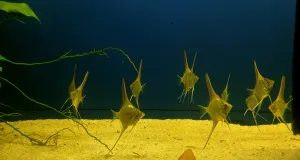 Je radost vidět jak rodtou