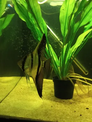 Taťkovi se nelíbí, že fotím