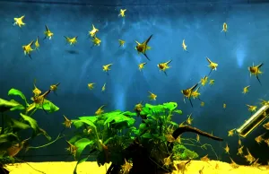 Malé Isabely rozplavané 28.12.2025