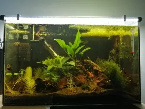 HF