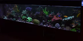 Reef 1152