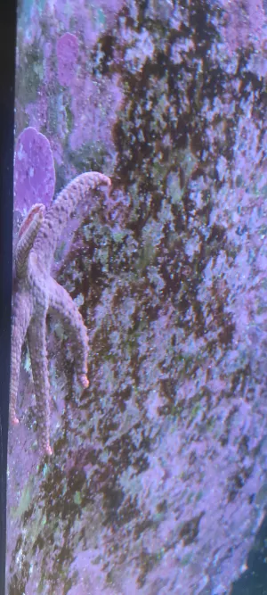 Nardoa sp. Nardoa sp.