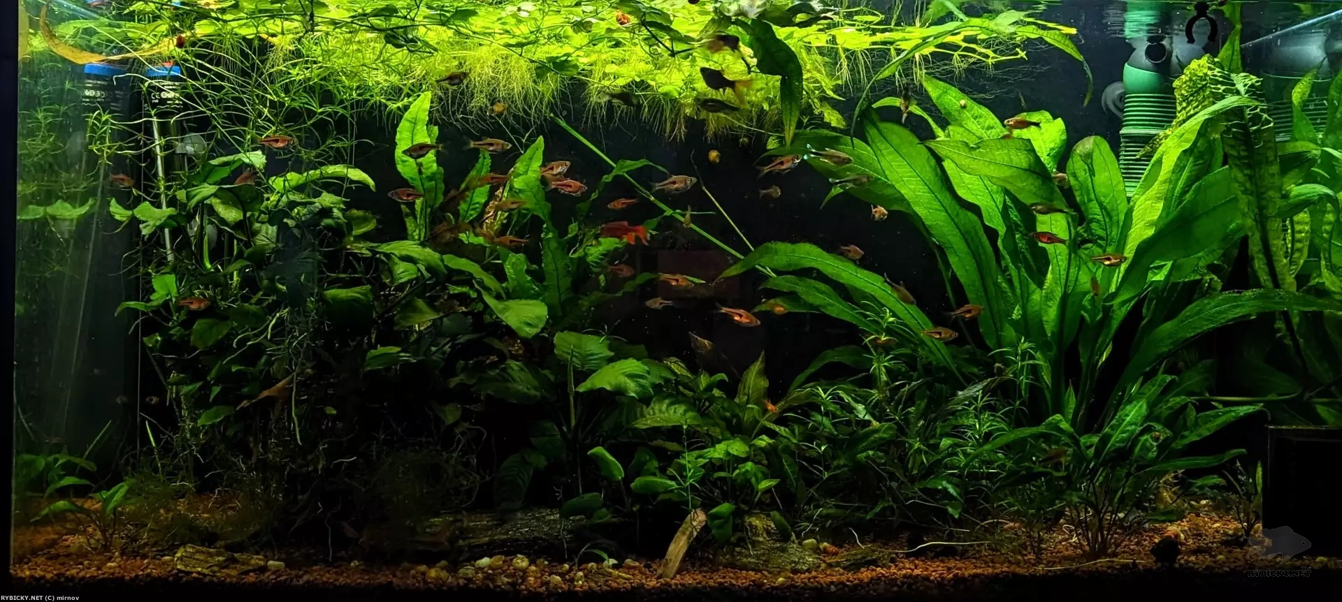 Jak dlouho muze být akvárium bez filtru?