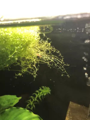 Utricularia gibba a sedí na ní kreveta