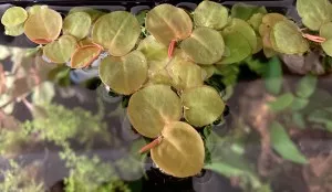 Phyllanthus fluitans
