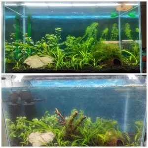 Porovnanie založenie akvária a po mesiaci