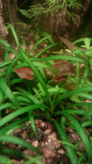 Kde se vzala, tu se vzala