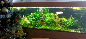 Ježíšek naježil -přimo před akvárko