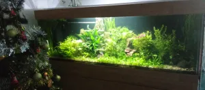 Snad už na jaře strom zmizí