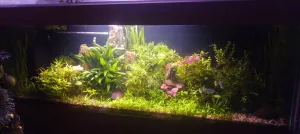 Zůstalo svítit krátké Juwelácké