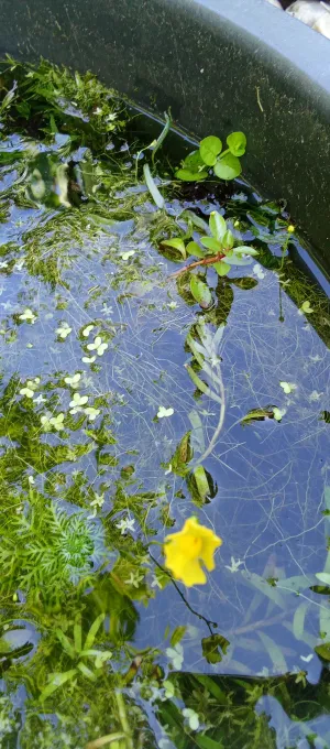 Snad kvítek bublinatky utricularia gibba