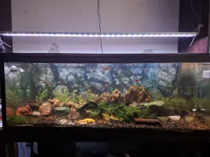 po prehratom boji z rasou  začínam odznova a po roku test co2, tak uvidím čo bude.