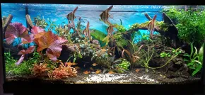 Záhradka pod hladinou