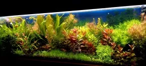 Pokus o rostlinné akvárium