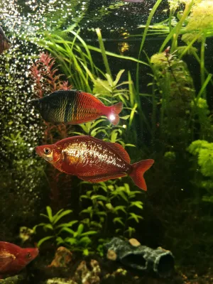 až na pár ztrát se Gavůnkům daří