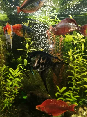 skaláři zůstali 3 z 5