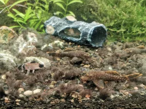 rozmnožili se ancistrusi a pandičky