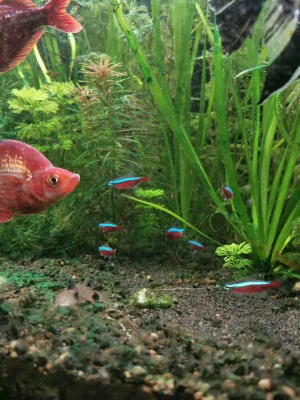 je problém přidat další, skaláři nové neonky považujíza kořist