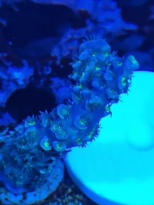 Acropora Hairy Naivy Tenuis