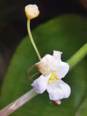 Echinodorus