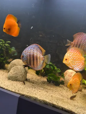 Včera jsem pořídil nové placky, tak snad se jim tu bude líbit