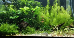 Akva Easytank
