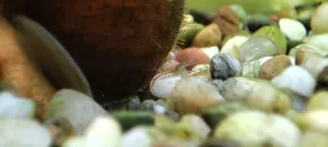 První krevetí mimina