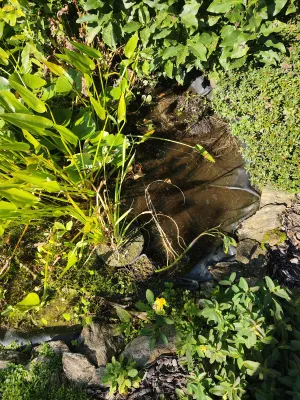 Tuhle celou plochu zabírala sítina. Tuhle celou plochu zabírala sítina.