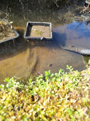 Potápník rýhovaný vylézá z vody