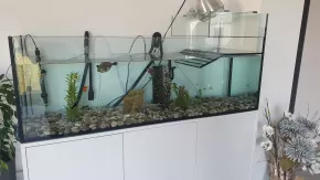Akvárium s korytnačkou
